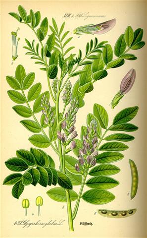 licorice plant (Small)