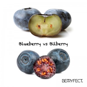 Bilberry-vs-blueberry3